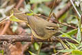 Radde's Warbler Phylloscopus schwarzi