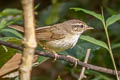 Radde's Warbler Phylloscopus schwarzi