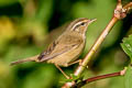 Radde's Warbler Phylloscopus schwarzi