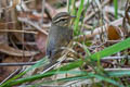 Radde's Warbler Phylloscopus schwarzi