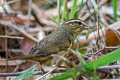 Radde's Warbler Phylloscopus schwarzi