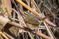 Radde's Warbler Phylloscopus schwarzi