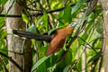 Raffles's Malkoha Rhinortha chlorophaea