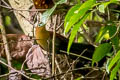 Raffles's Malkoha Rhinortha chlorophaea