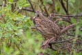 Rain Quail Coturnix coromandelica