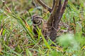 Rain Quail Coturnix coromandelica