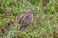 Rain Quail Coturnix coromandelica