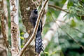 Ratchet-tailed Treepie Temnurus temnurus