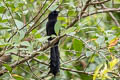 Ratchet-tailed Treepie Temnurus temnurus