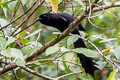 Ratchet-tailed Treepie Temnurus temnurus