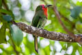 Red-bearded Bee-eater Nyctyornis amictus