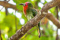 Red-bearded Bee-eater Nyctyornis amictus