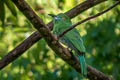 Red-bearded Bee-eater Nyctyornis amictus