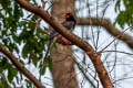 Red-billed Blue Magpie Urocissa erythroryncha magnirostris