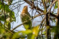 Red-billed Malkoha Zanclostomus javanicus pallidus