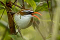 Red-billed Scimitar Babbler Pomatorhinus ochraceiceps ochraceiceps