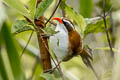 Red-billed Scimitar Babbler Pomatorhinus ochraceiceps ochraceiceps