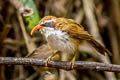 Red-billed Scimitar Babbler Pomatorhinus ochraceiceps alius