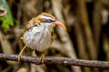 Red-billed Scimitar Babbler Pomatorhinus ochraceiceps alius