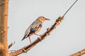 Red-billed Starling Spodiopsar sericeus (Silky Starling)