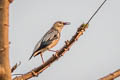 Red-billed Starling Spodiopsar sericeus (Silky Starling)