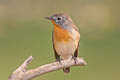 Red-breasted Flycatcher Ficedula parva