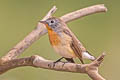 Red-breasted Flycatcher Ficedula parva