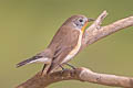 Red-breasted Flycatcher Ficedula parva