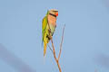 Red-breasted Parakeet Psittacula alexandri fasciata