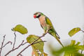 Red-breasted Parakeet Psittacula alexandri fasciata