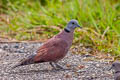 Red Collared Dove Streptopelia tranquebarica tranquebarica (Red Turtle Dove)