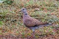 Red Collared Dove Streptopelia tranquebarica tranquebarica (Red Turtle Dove)