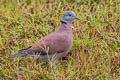 Red Collared Dove Streptopelia tranquebarica tranquebarica (Red Turtle Dove)