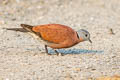 Red Collared Dove Streptopelia tranquebarica tranquebarica (Red Turtle Dove)