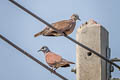 Red Collared Dove Streptopelia tranquebarica tranquebarica (Red Turtle Dove)