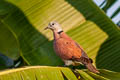 Red Collared Dove Streptopelia tranquebarica tranquebarica (Red Turtle Dove)