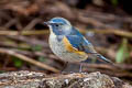 Red-flanked Bluetail Tarsiger cyanurus 