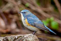 Red-flanked Bluetail Tarsiger cyanurus 
