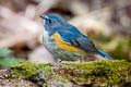 Red-flanked Bluetail Tarsiger cyanurus 