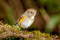 Red-flanked Bluetail Tarsiger cyanurus 