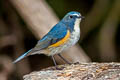 Red-flanked Bluetail Tarsiger cyanurus 