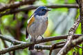 Red-flanked Bluetail Tarsiger cyanurus 