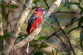 Red-headed Trogon Harpactes erythrocephalus annamensis