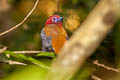 Red-headed Trogon Harpactes erythrocephalus annamensis