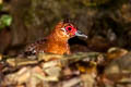 Red-legged Crake Rallina fasciata 