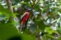 Red-naped Trogon Harpactes kasumba kasumba