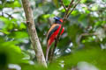 Red-naped Trogon Harpactes kasumba kasumba