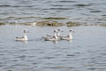 Red-necked Phalarope Phalaropus lobatus