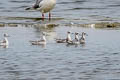 Red-necked Phalarope Phalaropus lobatus