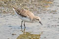 Red-necked Stint Calidris ruficollis